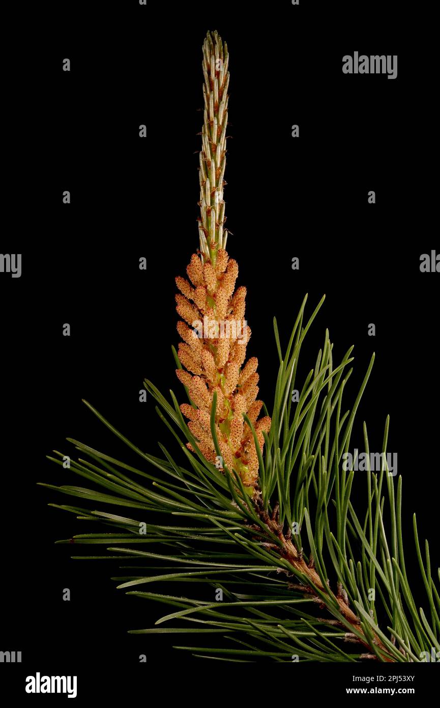 Mountain Pine (Pinus mugo). Long Shoot and Pollen Cones Closeup Stock Photo