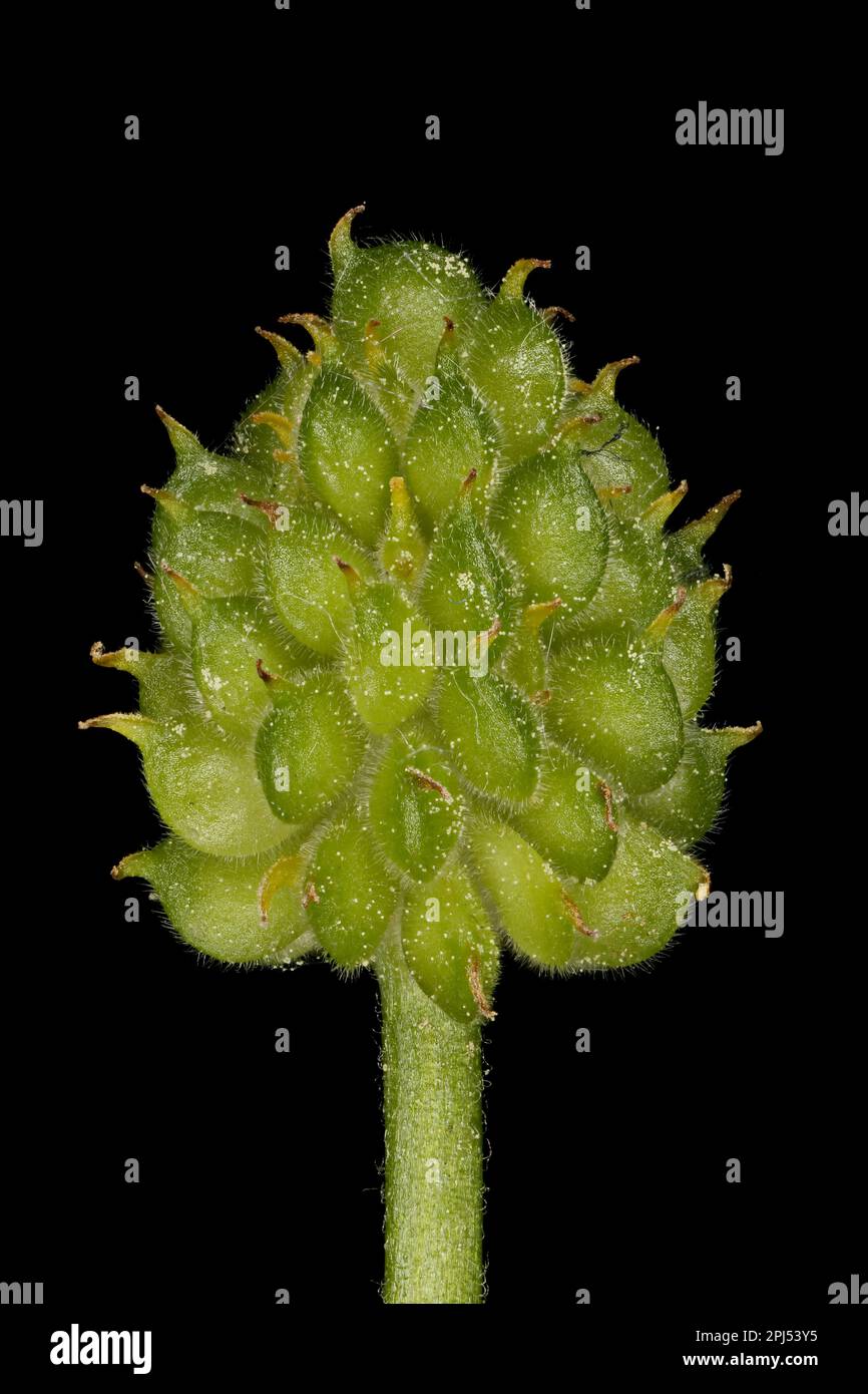 Goldilocks Buttercup (Ranunculus auricomus). Aggregate Fruit Closeup Stock Photo
