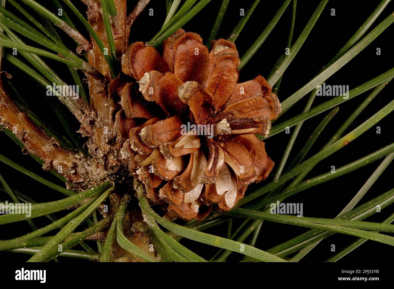 Mountain Pine (Pinus mugo). Mature Seed Cone Closeup Stock Photo