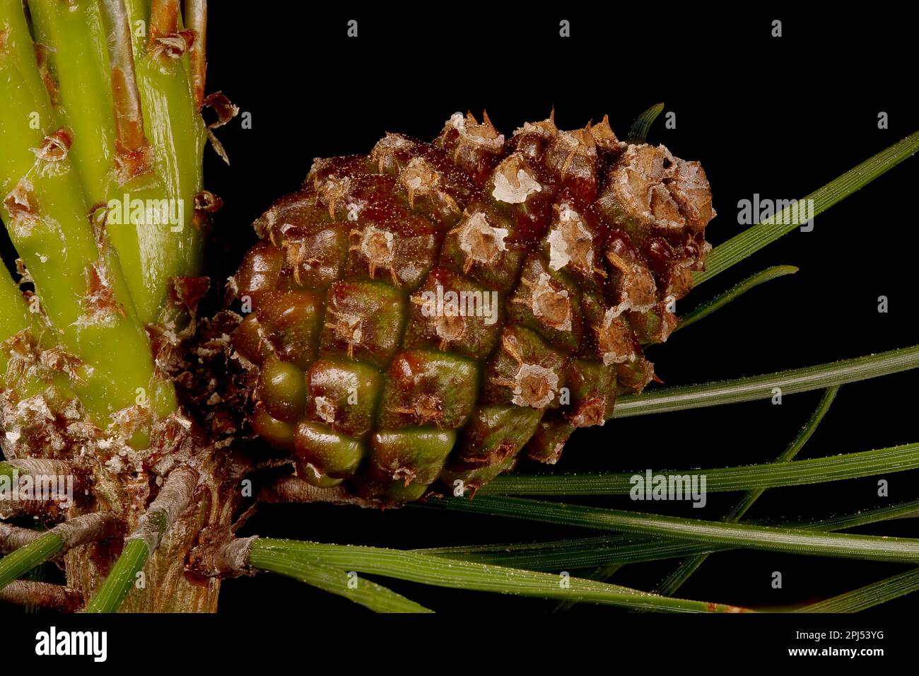 Mountain Pine (Pinus mugo). Immature Seed Cone Closeup Stock Photo