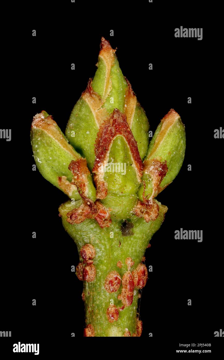 Warted Spindle (Euonymus verrucosus). Shoot Apex Closeup Stock Photo