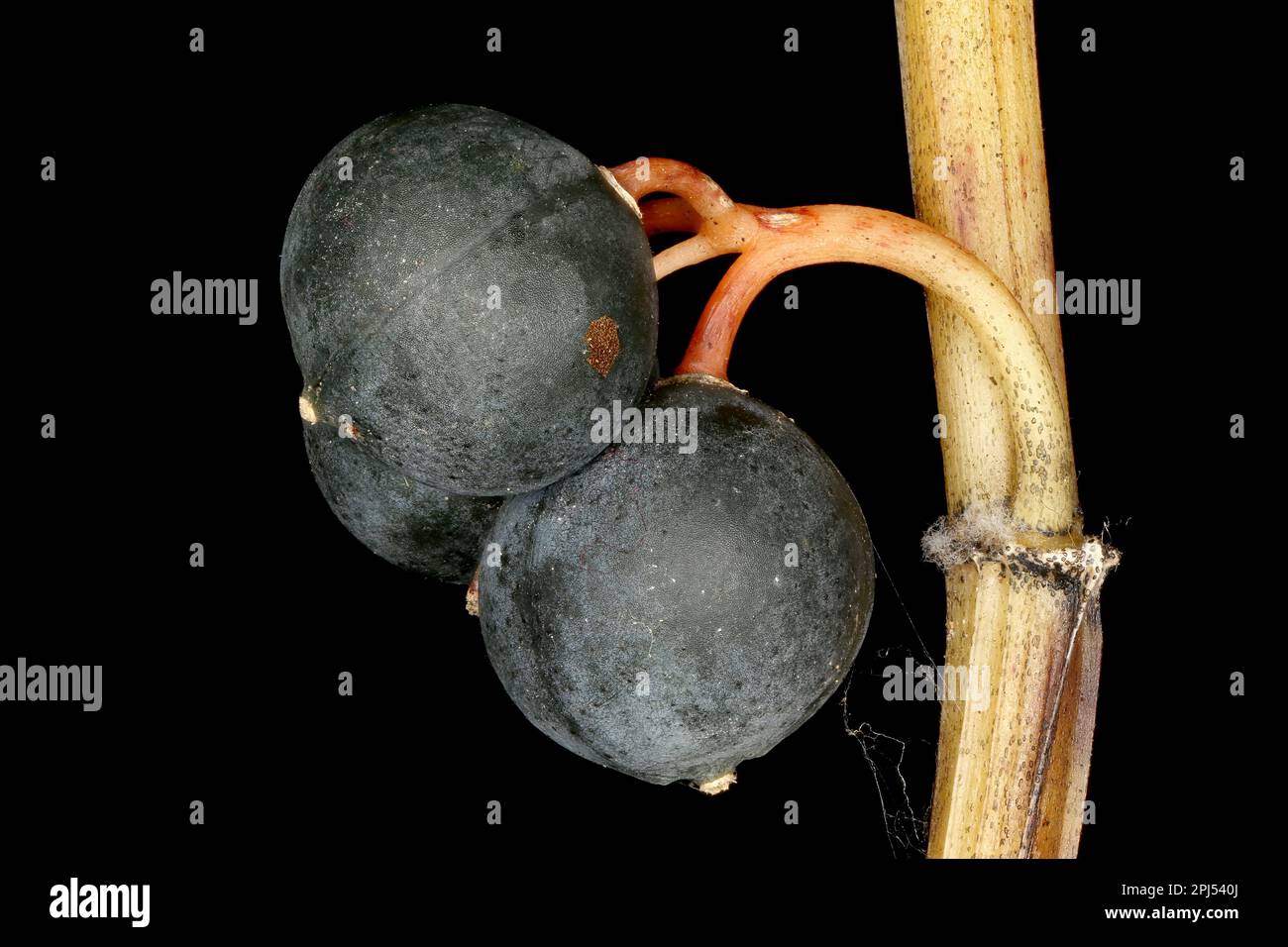 Angular Solomon's Seal (Polygonatum odoratum). Mature Fruit Closeup Stock Photo