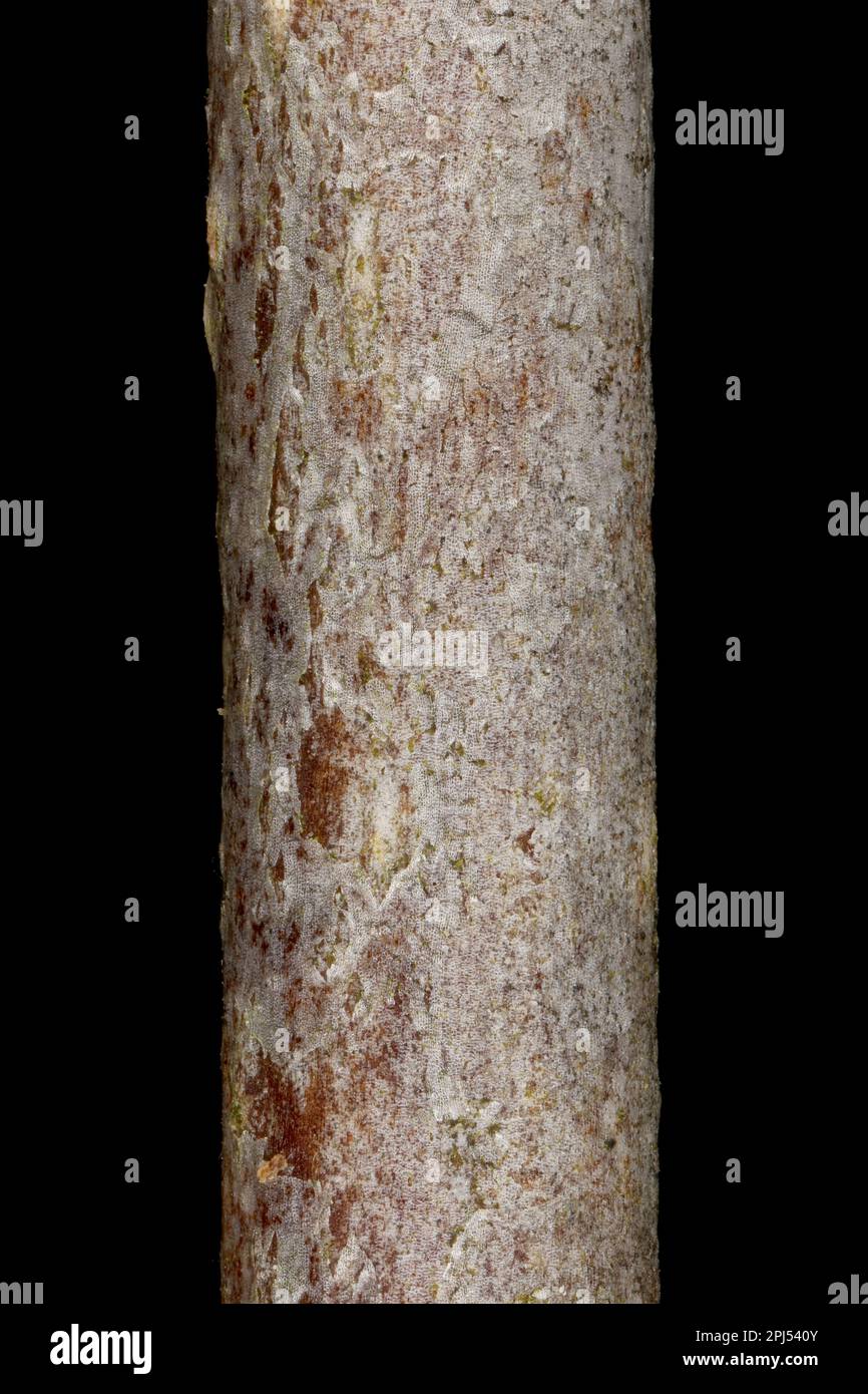 Hairy Cockspurthorn (Crataegus submollis). Wintering Twig Detail Closeup Stock Photo