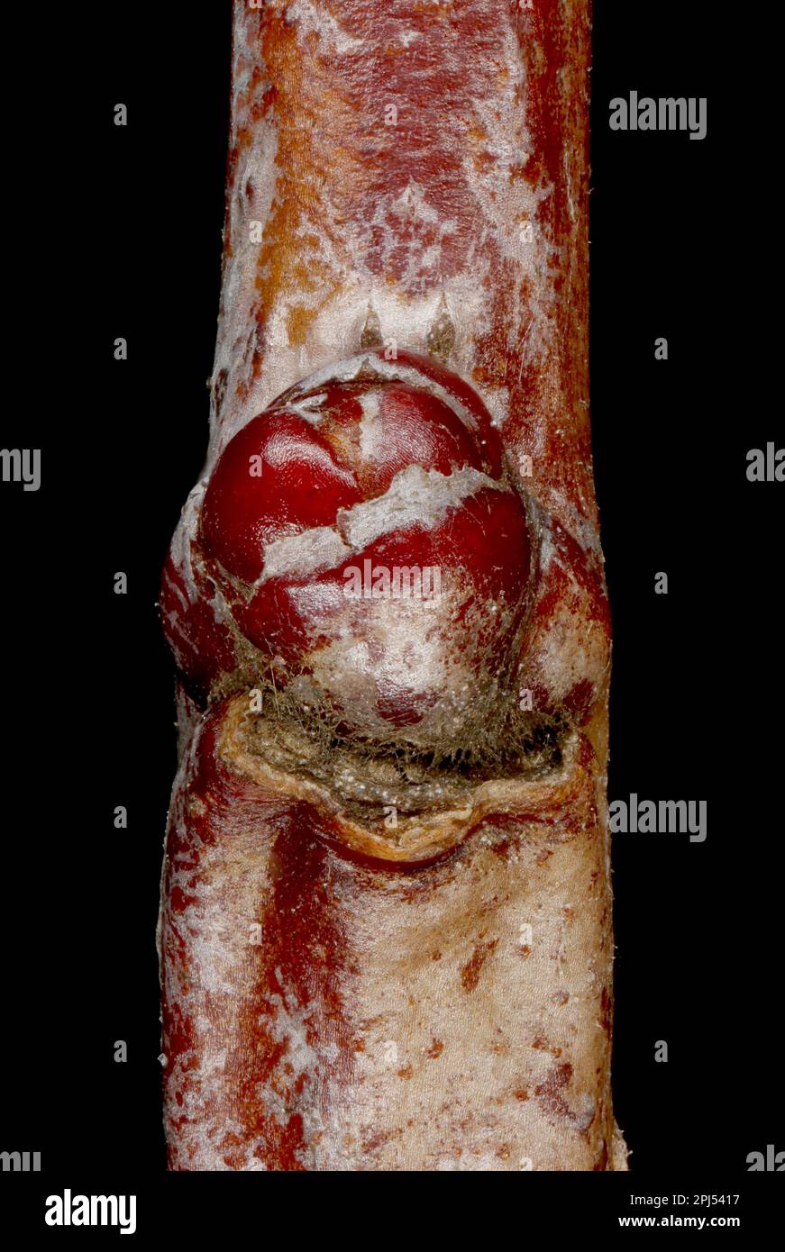 Hairy Cockspurthorn (Crataegus submollis). Lateral Bud Closeup Stock Photo