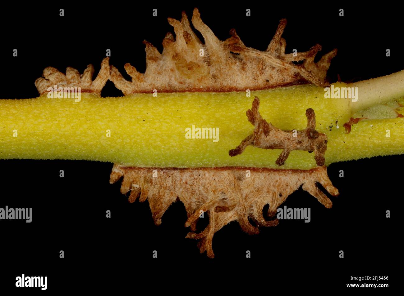 Fortune's Spindle (Euonymus fortunei). Adventitious Roots Closeup Stock Photo Alamy