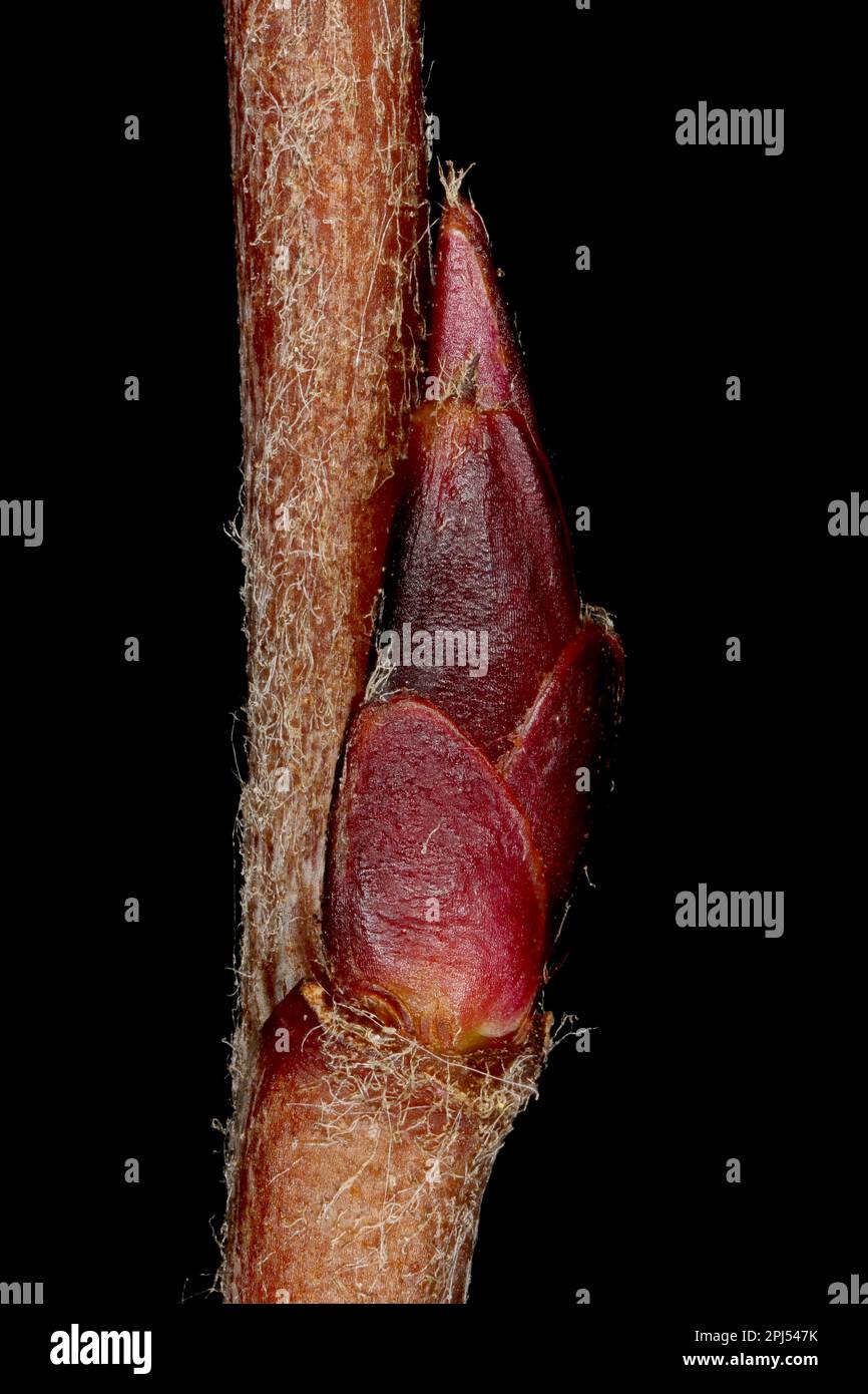 Mitschurin's Chokeberry (x Sorbaronia fallax). Lateral Bud Closeup Stock Photo