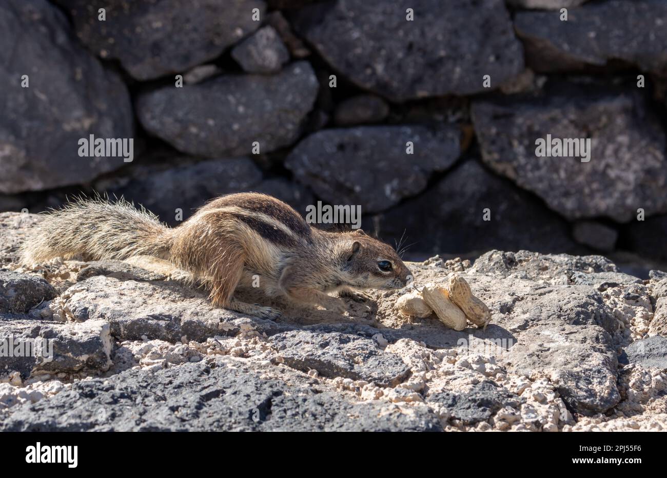 Chipmunk with fluffy tail. Sunny day. Living among the rocks and stones of the fences. Puerto del Rosario (Fabrica de callao de los Pozos), Fuertevent Stock Photo