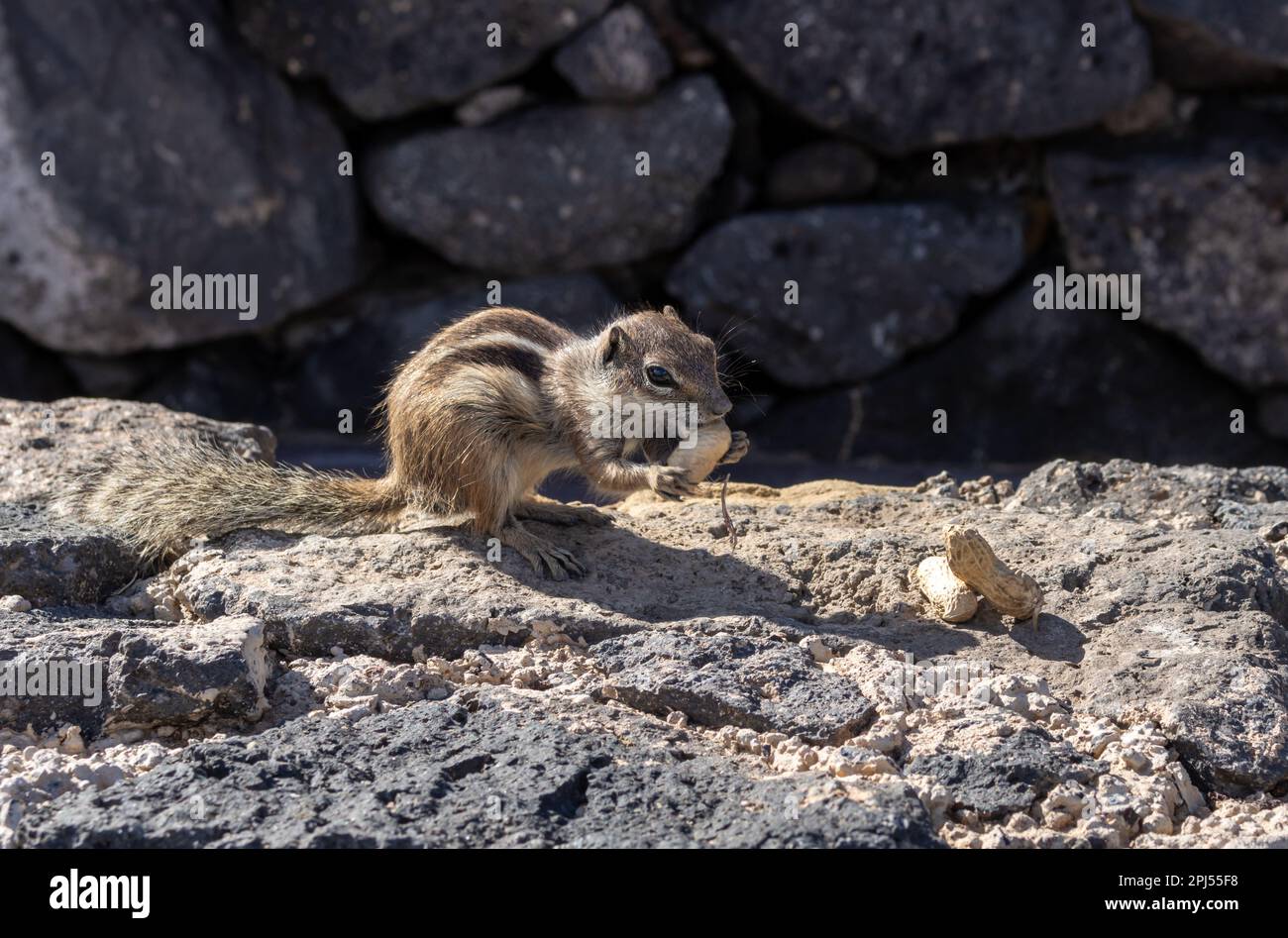 Chipmunk with fluffy tail. Sunny day. Living among the rocks and stones ...