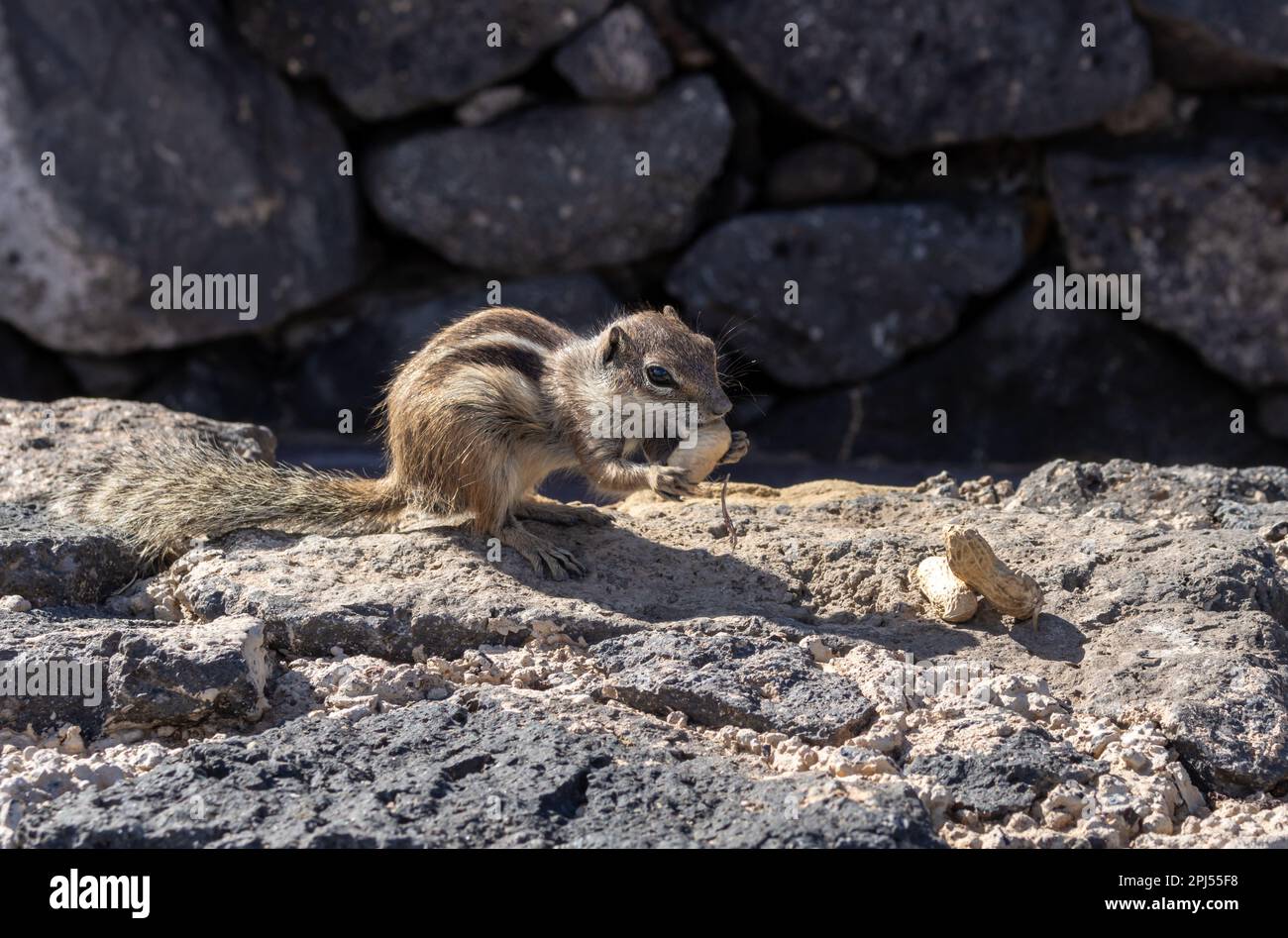 Chipmunk with fluffy tail. Sunny day. Living among the rocks and stones of the fences. Puerto del Rosario (Fabrica de callao de los Pozos), Fuertevent Stock Photo