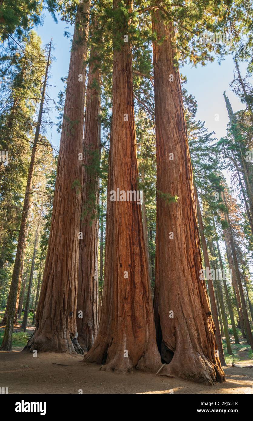 Sequoia National Park in the Sierra Nevada mountains Stock Photo - Alamy