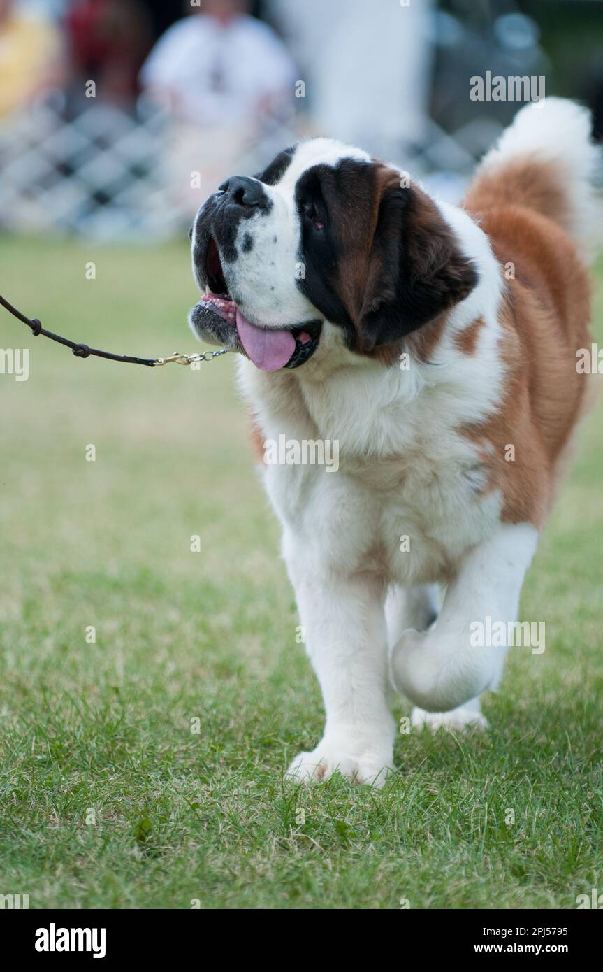Happy st bernard dog hi res stock photography and images Alamy