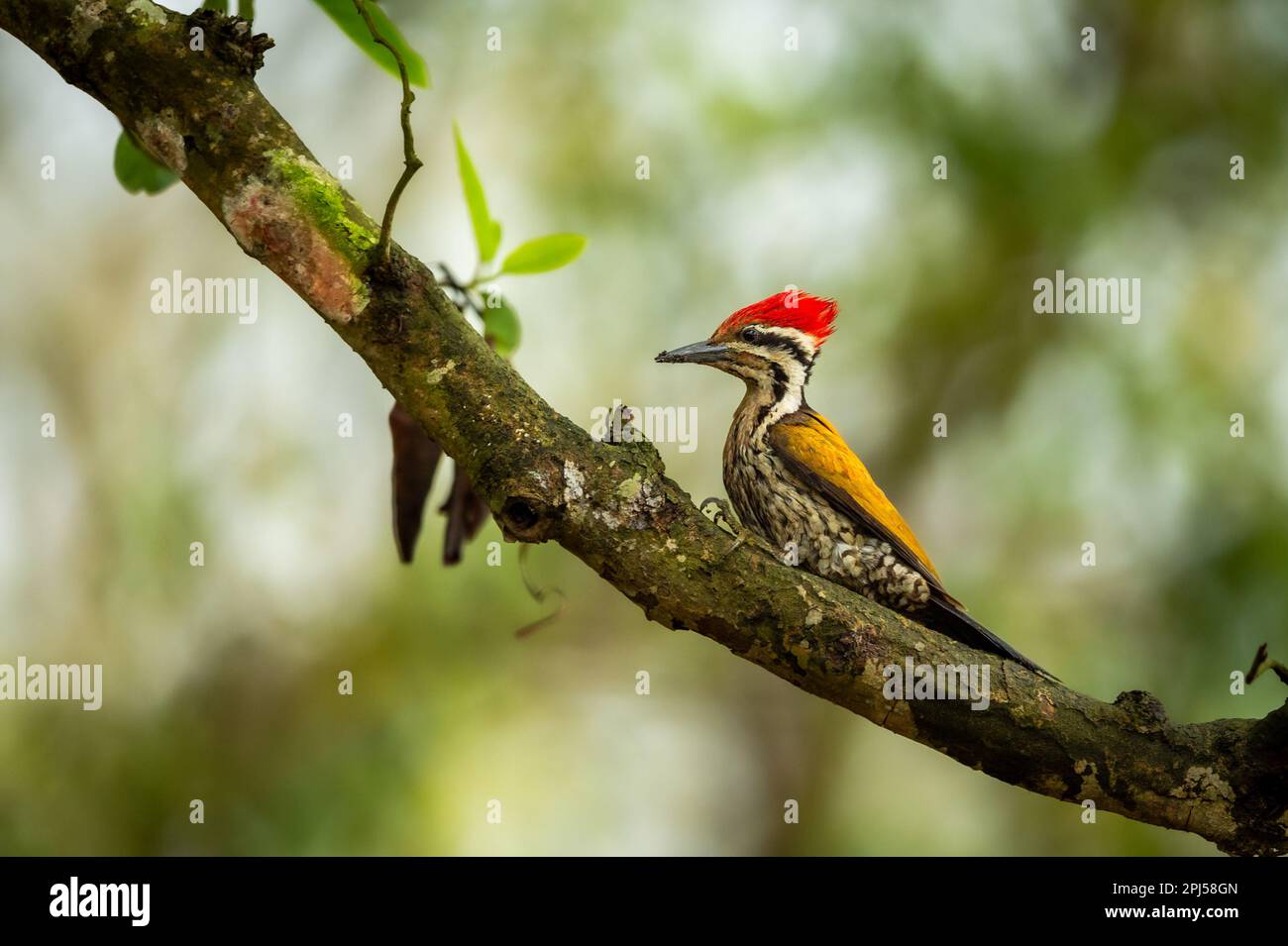 common flameback or goldenback woodpecker or three toed woodpecker or Dinopium javanense bird perch in natural scenic green background pilibhit india Stock Photo