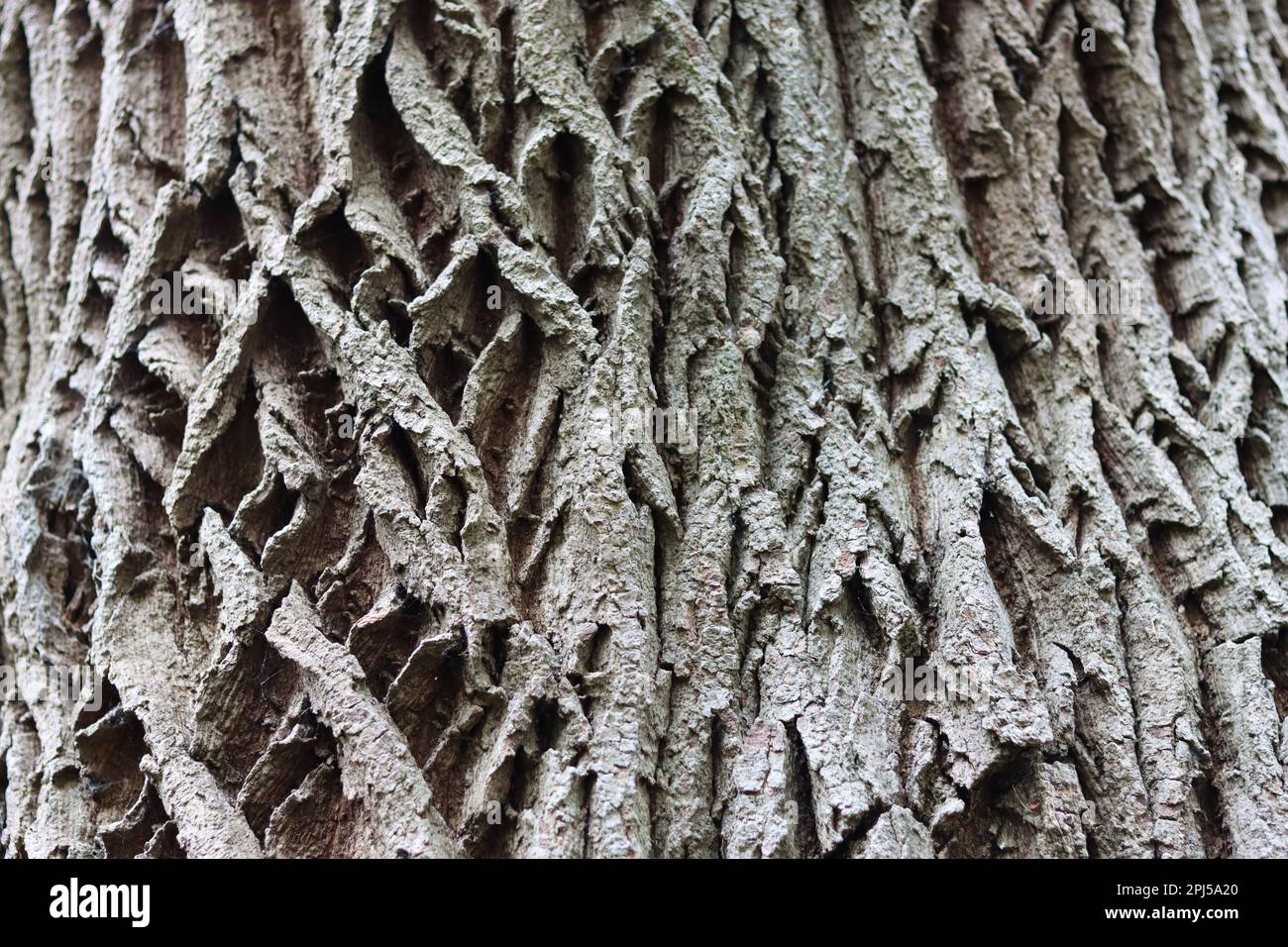 Ancient ash tree bark with deep grooves and ridges Stock Photo Alamy