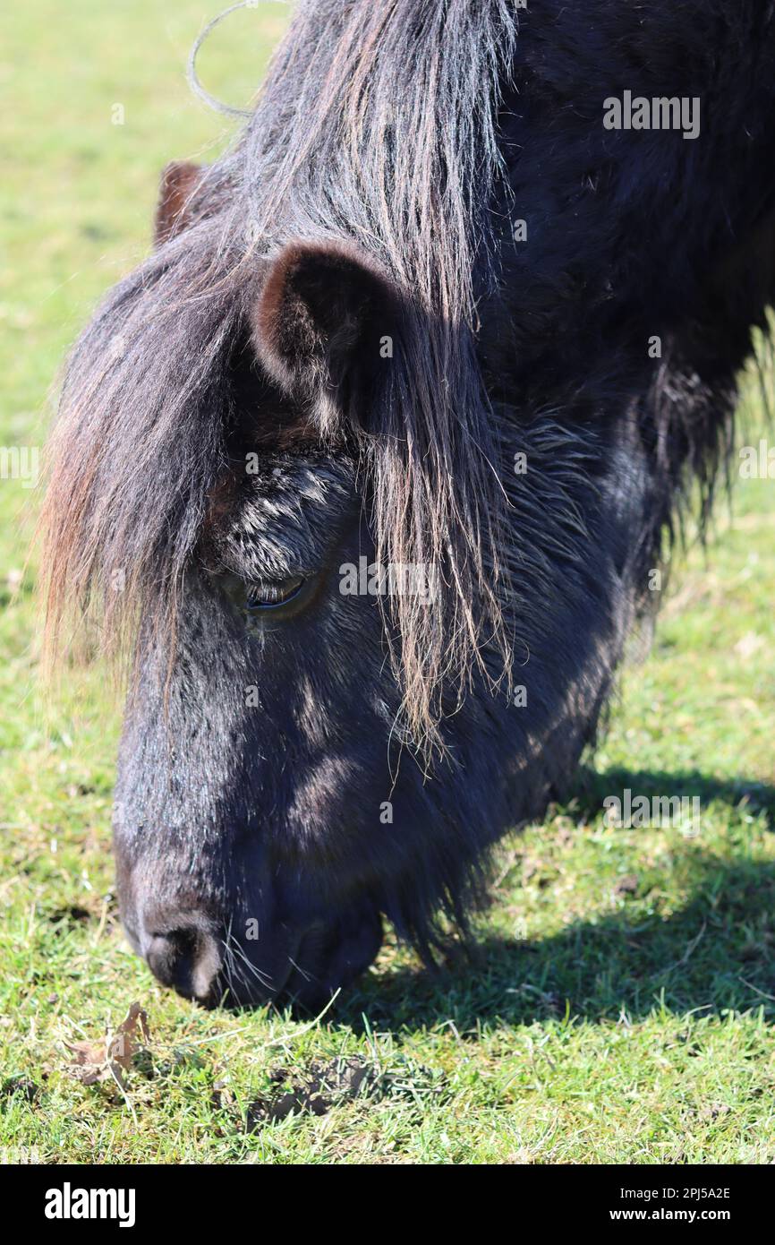 Shetland pony grazing peacefully in spring sunshine in a grassy field Stock Photo