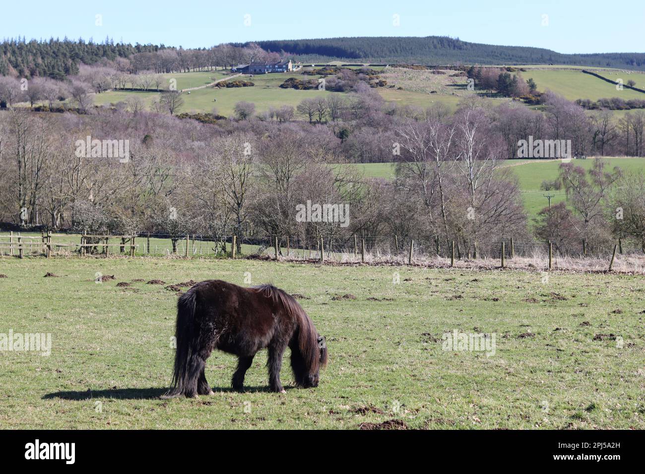 Shetland pony grazing peacefully in spring sunshine in a grassy field overlooking rural countryside Stock Photo