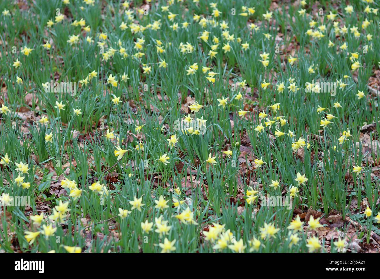 Masses of bright yellow and white wild daffodils in a woodland in spring Stock Photo