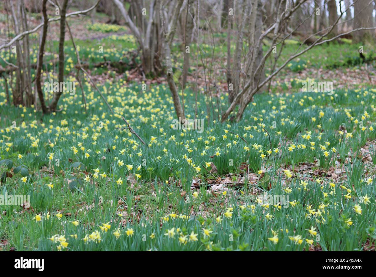Masses of bright yellow and white wild daffodils in a woodland in spring Stock Photo