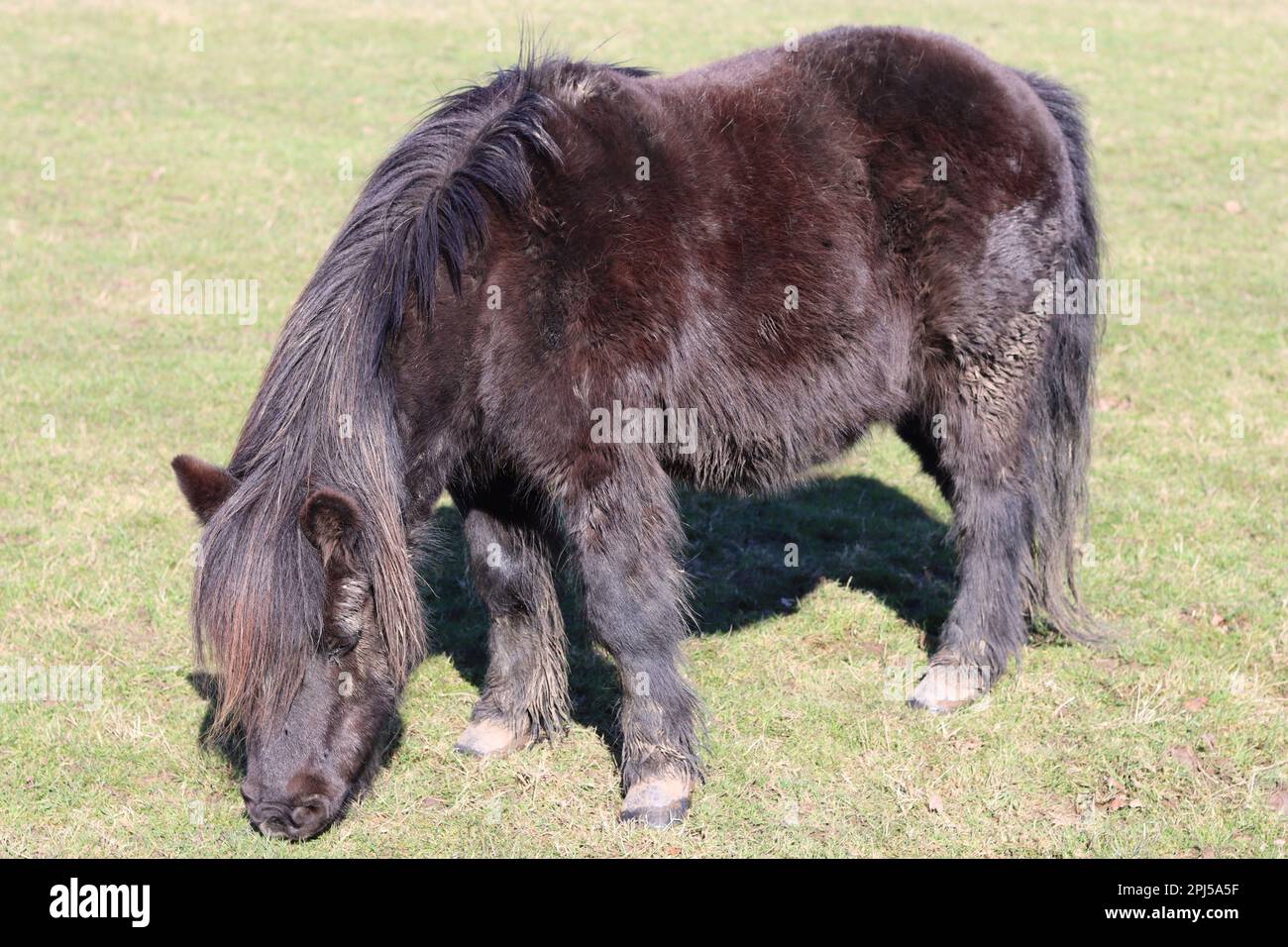 Shetland pony grazing peacefully in spring sunshine in a grassy field Stock Photo