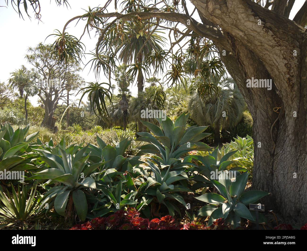 Aloe bainesii in the Desert Garden, Huntington Botanical Gardens, San Marino Stock Photo