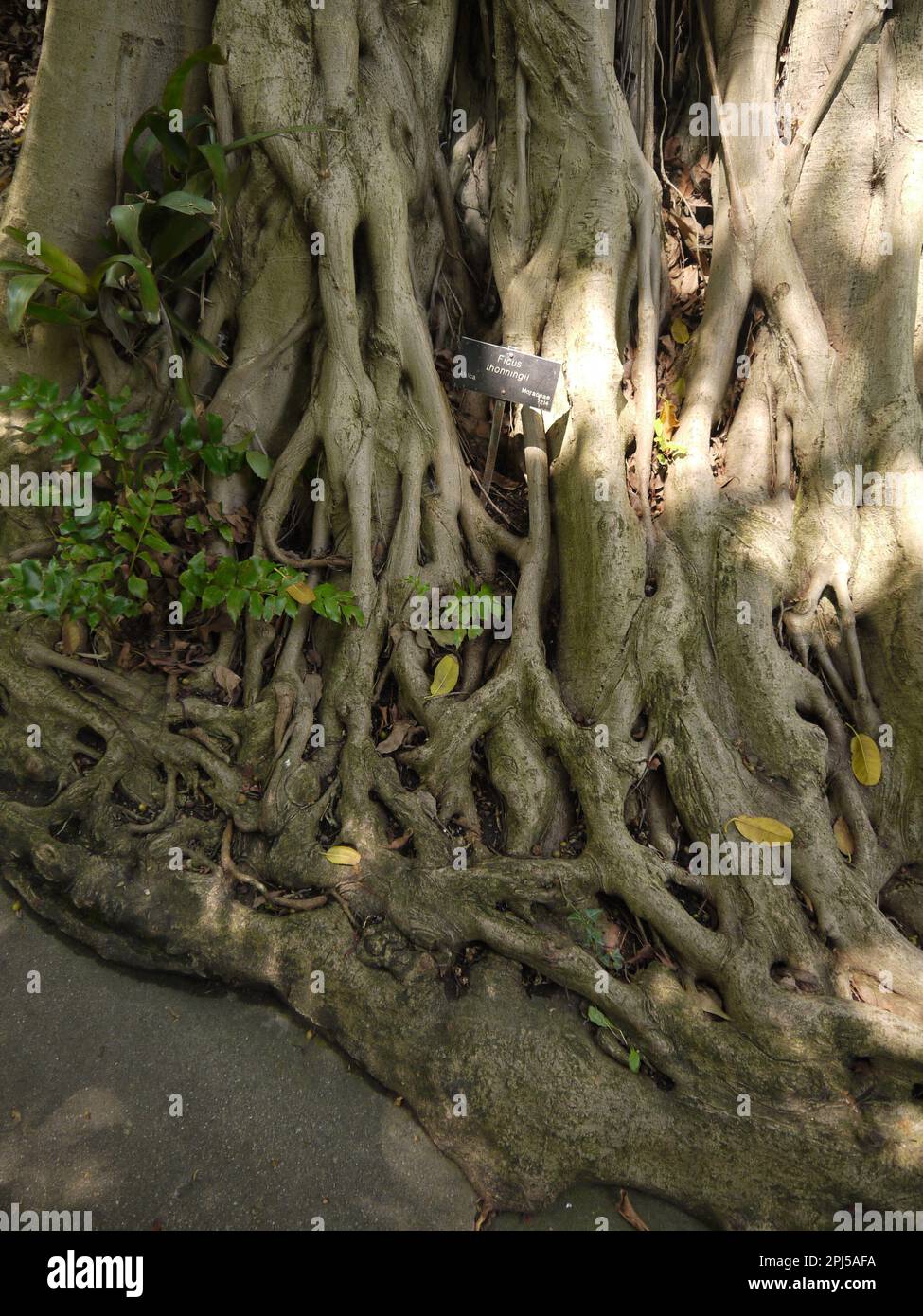 Ficus thonningii trunk and roots in the Jungle Garden at Huntington Botanical Gardens, San Marino Stock Photo