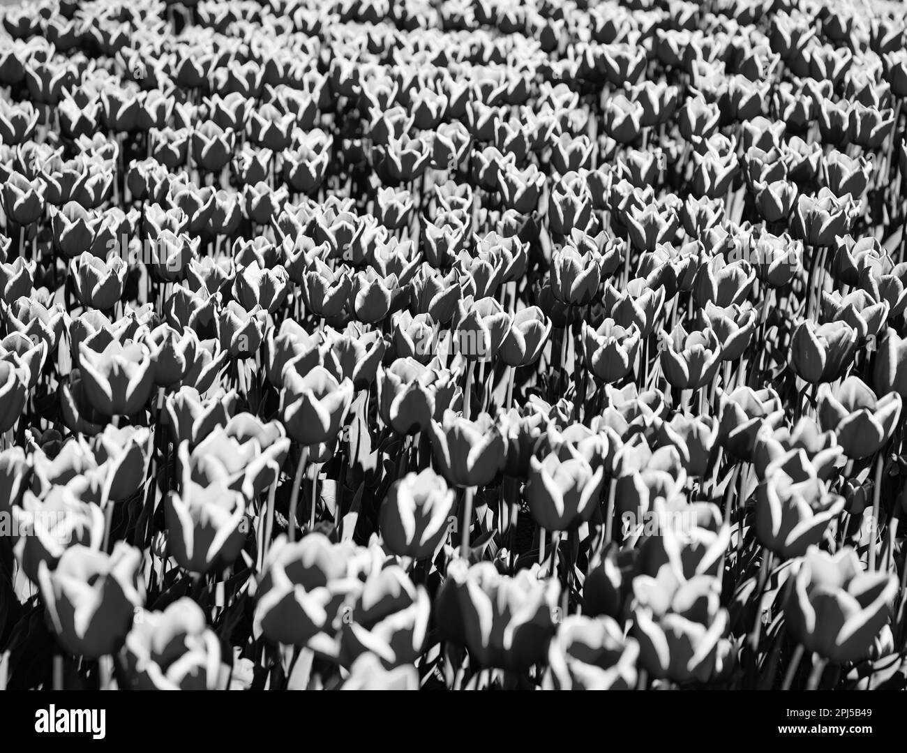 red tulip flower field with colorful flora background Stock Photo Alamy