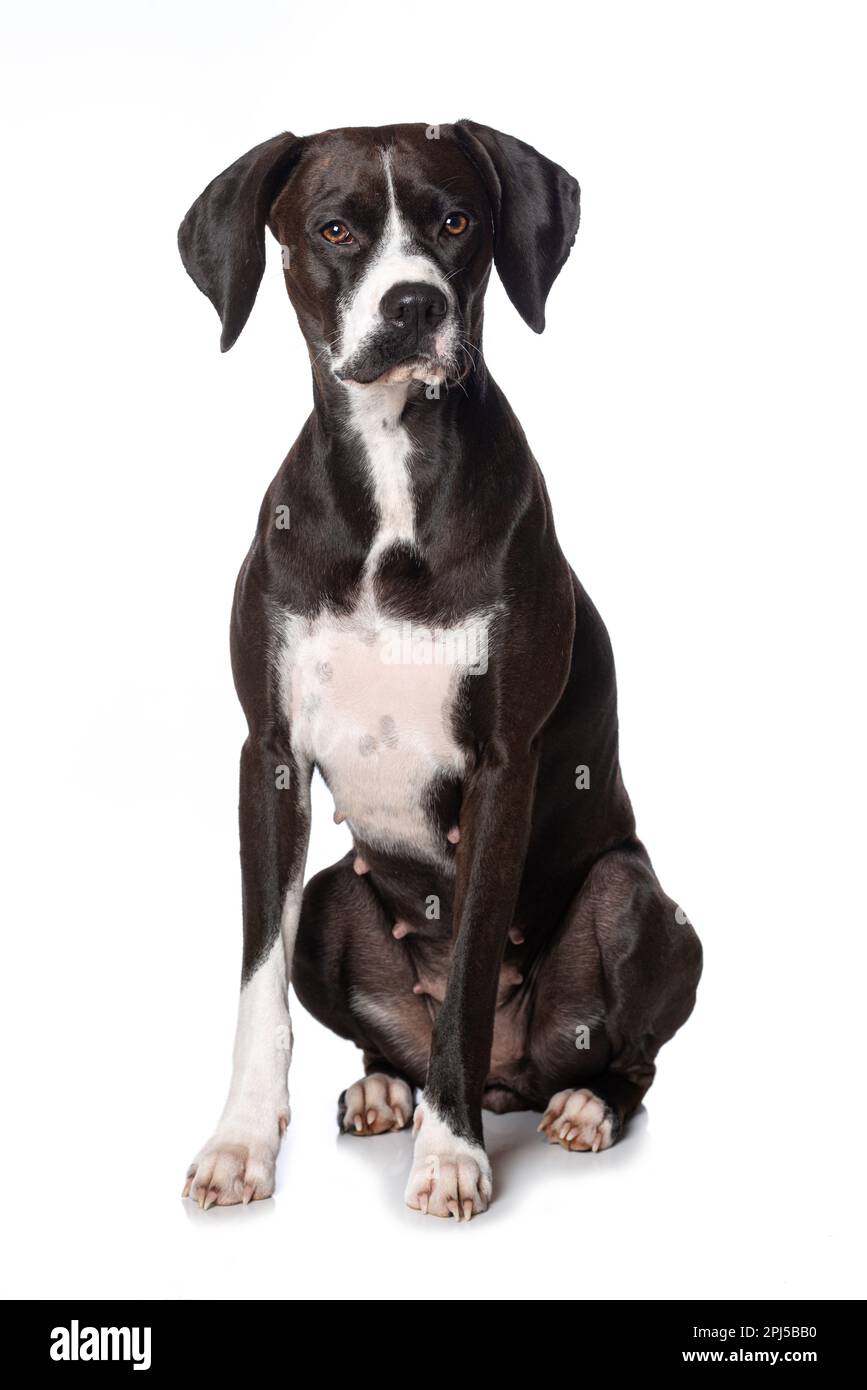 Cross breed dog sitting isolated on white background Stock Photo - Alamy