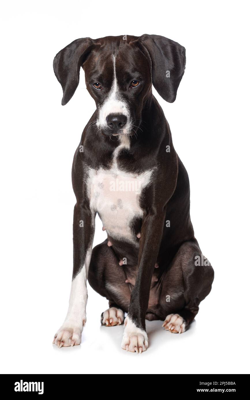 Cross breed dog sitting isolated on white background Stock Photo - Alamy