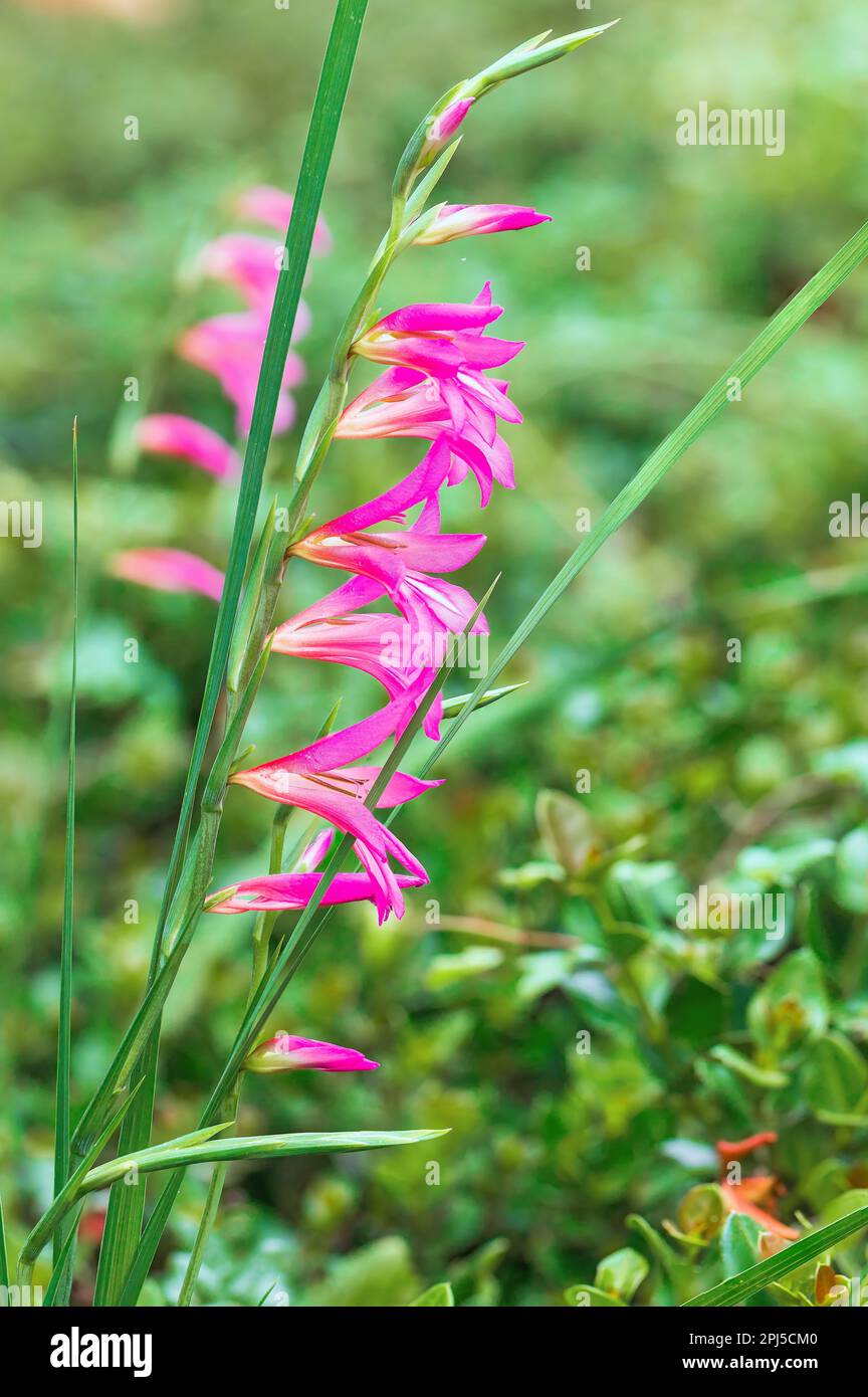 Gladíolus imbricatus, beautiful pink flower close-up Stock Photo