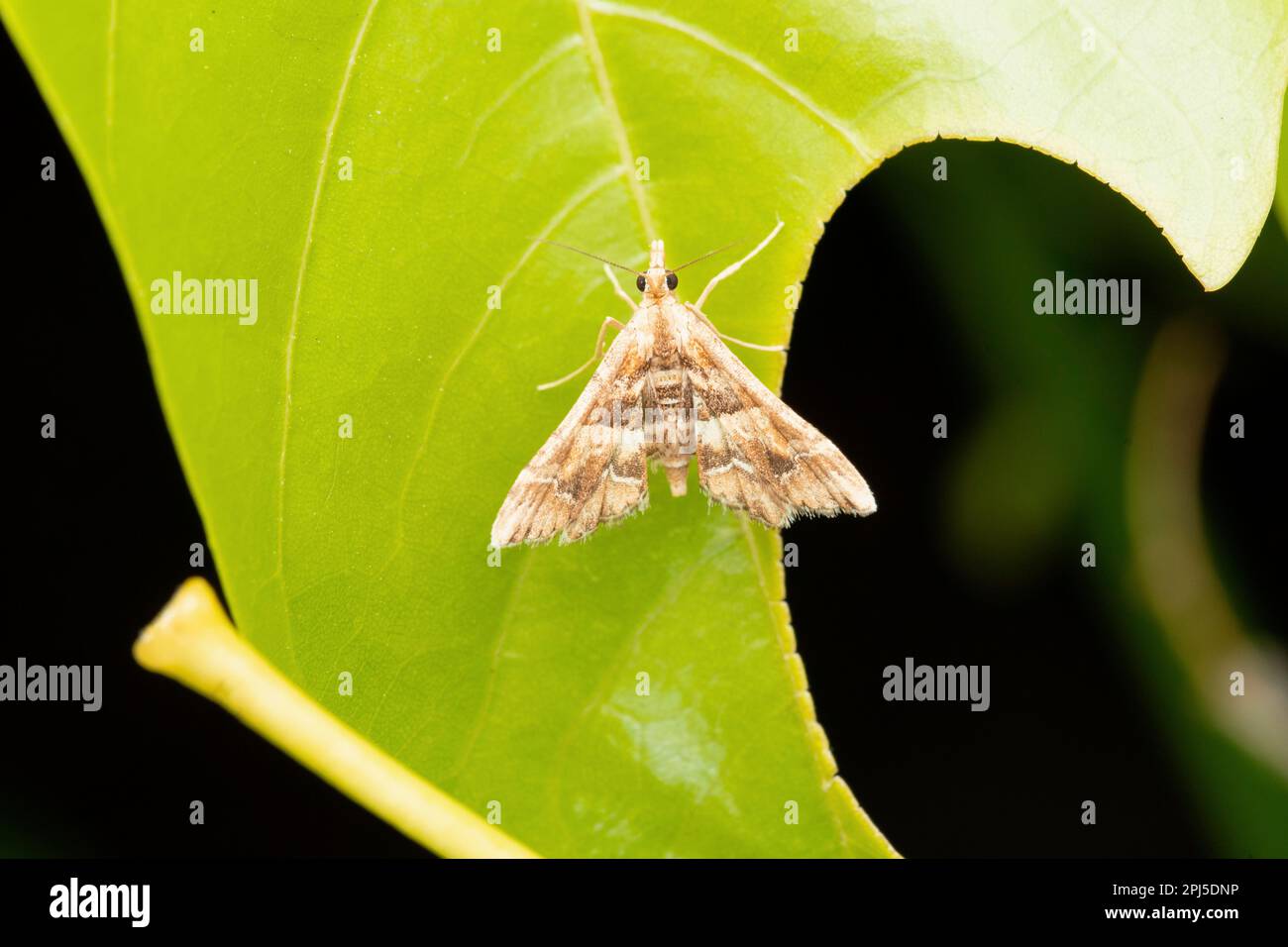 Beet webworm moth, Spoladea recurvalis, Satara, Maharashtra, India Stock Photo