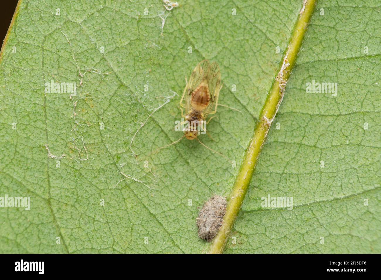 Booklice, Echmepteryx hageni, Satara,Maharashtra, India Stock Photo