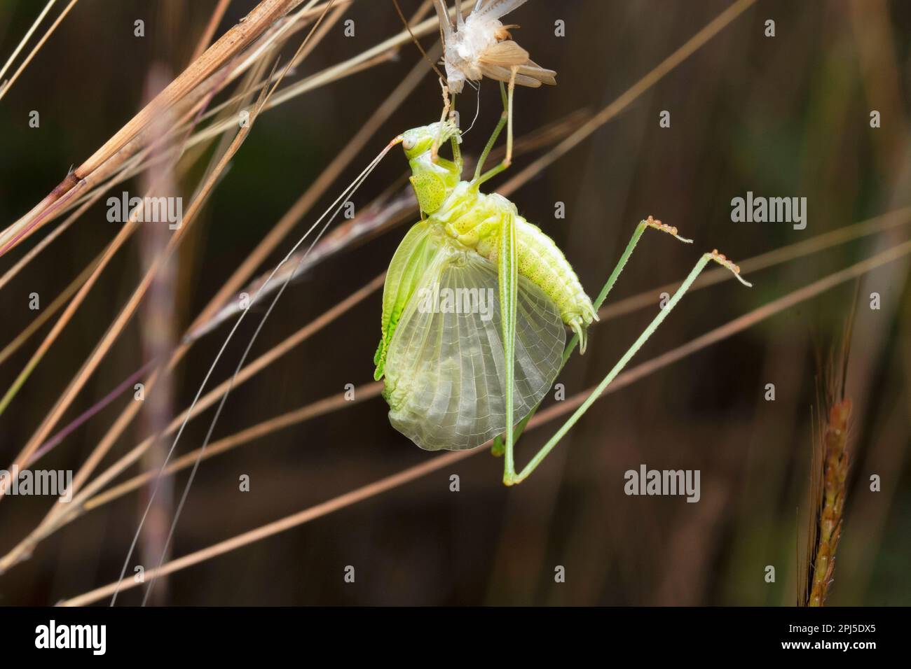 Grasshopper pumping its wings after moulting, Econocephalus thunbergi, Satara, Maharashtra, India Stock Photo