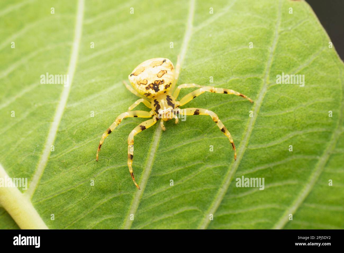 Yellow crab spider, Thomisus onustus, Satara, Maharashtra, India Stock