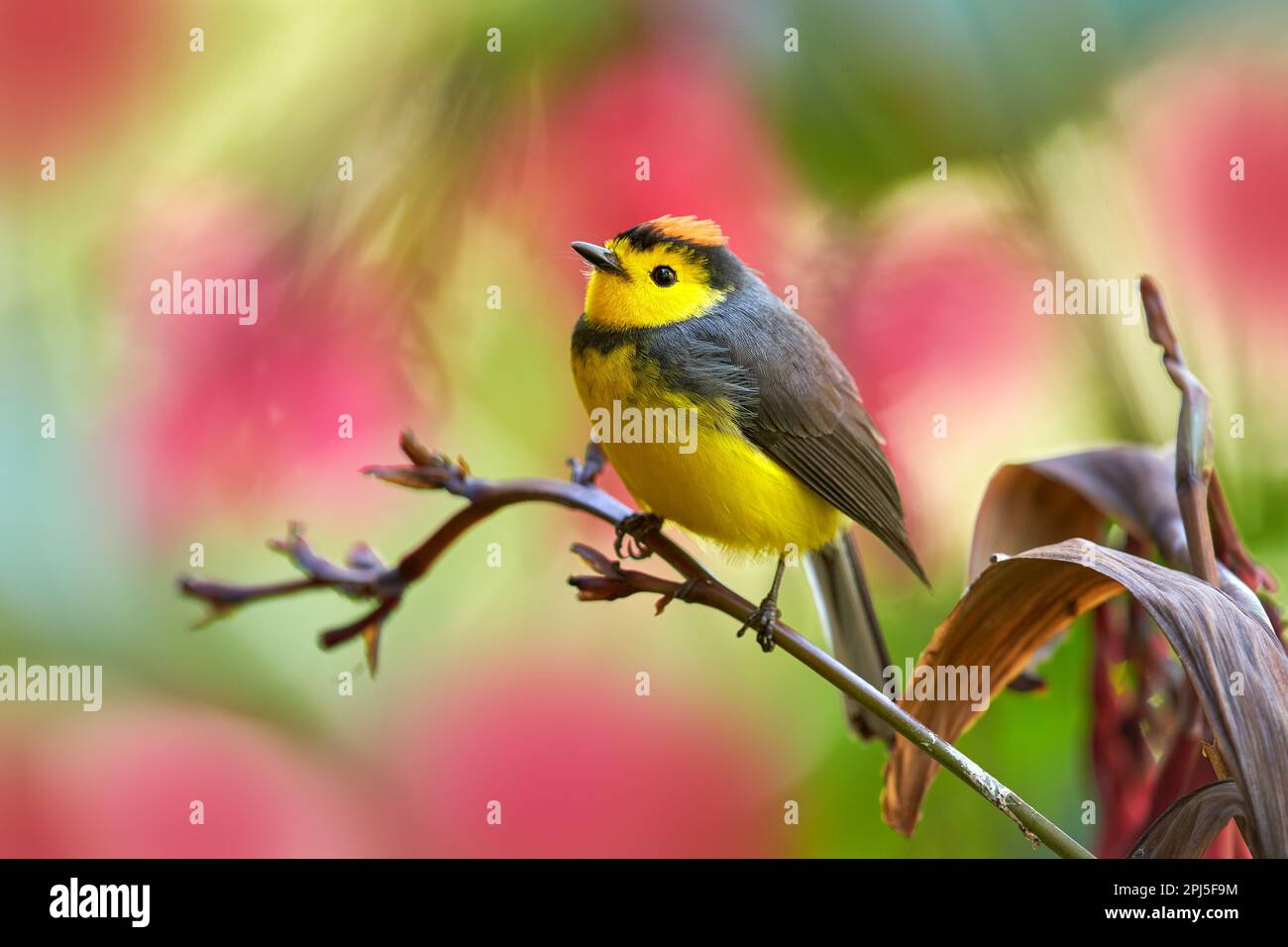 Collared whitestart, Myioborus torquatus, yellow grey red birs in the ...