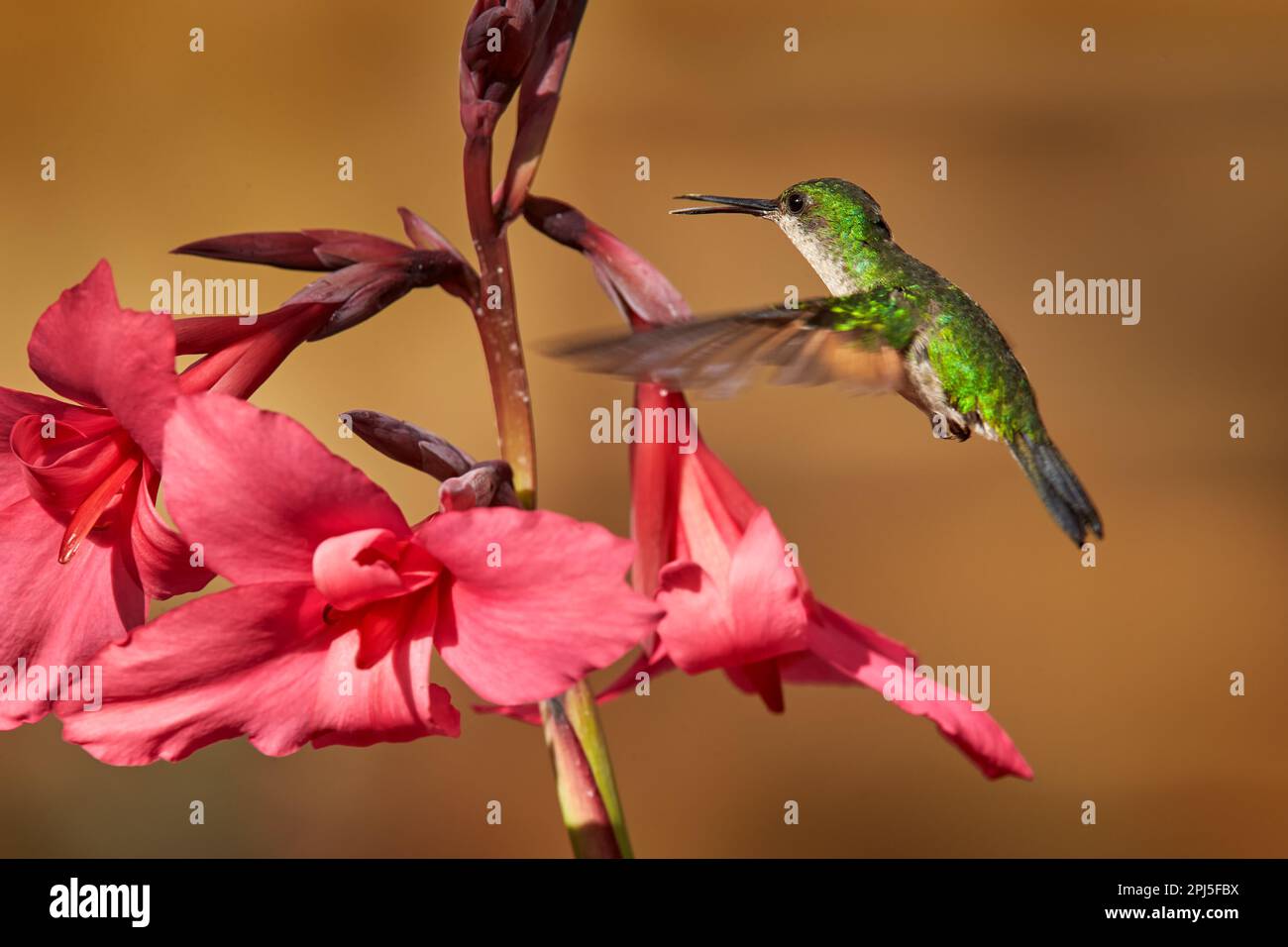Stripe-tailed Hummingbird, Eupherusa eximia, Savegre, Talamanca in Costa Rica. Bird in the nature tropic habitat with flowers. Wildlife Costa Rica. Bi Stock Photo