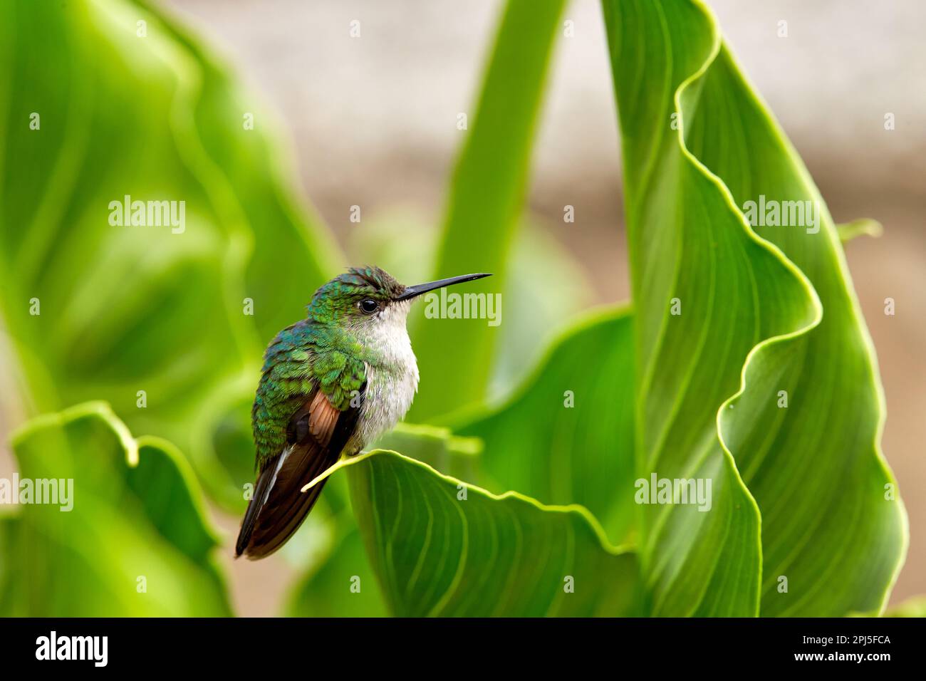 Hidden bird in green vegetation. Stripe-tailed Hummingbird, Eupherusa eximia, Savegre, Cordillera de Talamanca in Costa Rica. Bird in the nature tropi Stock Photo