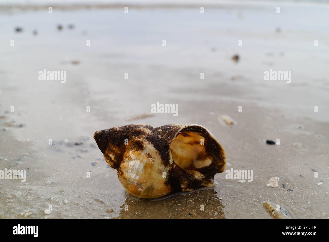 You can find the yellow spanballs of the whelks at the beach of Blavand Stock Photo