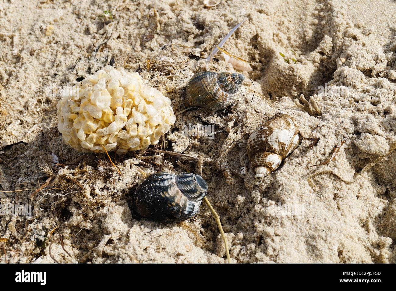 You can find the yellow spanballs of the whelks at the beach of Blavand Stock Photo