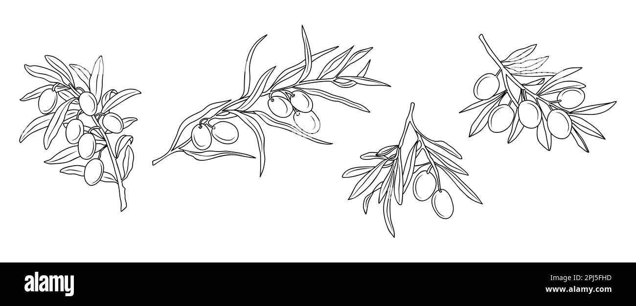 Set of Olive Branches in Modern Linear Style Stock Vector Image & Art