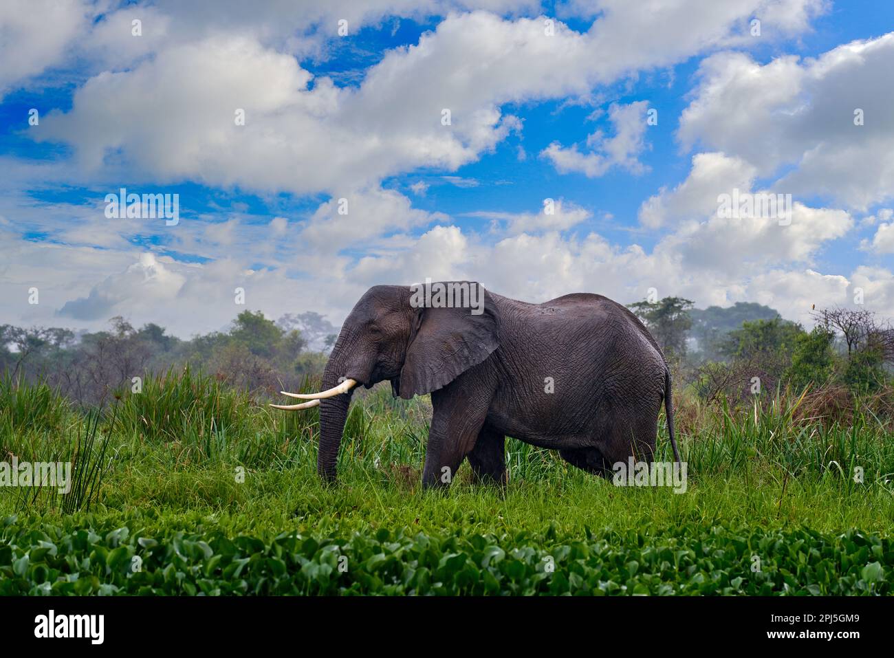 Uganda wildlife, Africa. Elephant in rain, Victoria Nile delta. Elephant in Murchison Falls NP, Uganda. Big Mammal in the green grass, forest vegetati Stock Photo