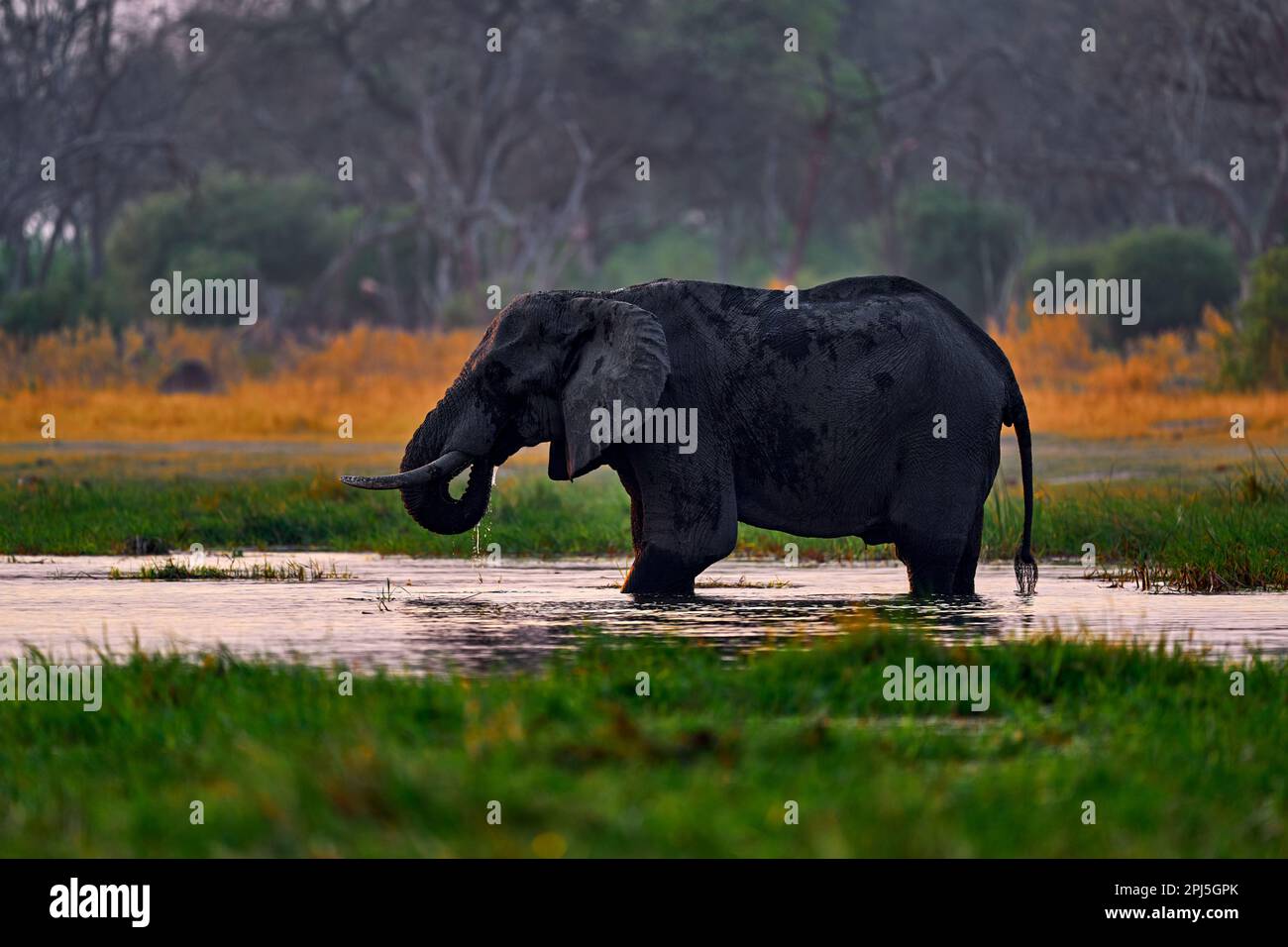 Magic wildlife scene in nature. Sunset, Elephant feeding tree branch. Cold morning in nature, Africa. Sunset, Khwai elephant drinking.  Big animal in Stock Photo