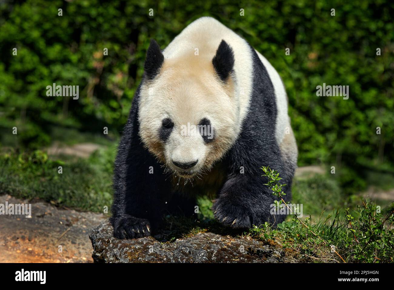 Panda bear behaviour in the nature habitat. Portrait of Giant Panda, Ailuropoda melanoleuca, feeding on bamboo tree in green vegetation. Detail portra Stock Photo