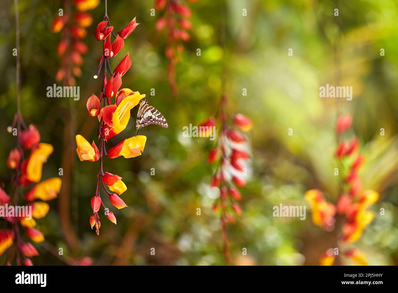 India sunset butterfly hi-res stock photography and images - Alamy
