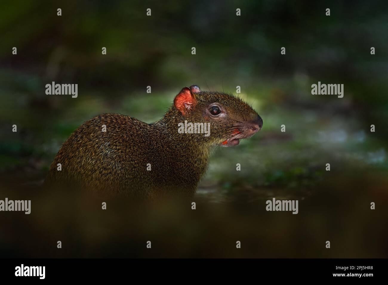 Wildlife Costa Rica. Agouti in the tropical forest. Animal in nature habitat, green jungle. Big wild mouse in green vegetation. Animal from Costa Rica Stock Photo