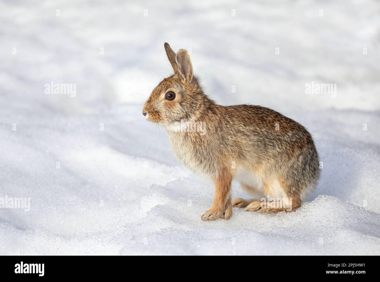Cottontail rabbit white background hi-res stock photography and images ...