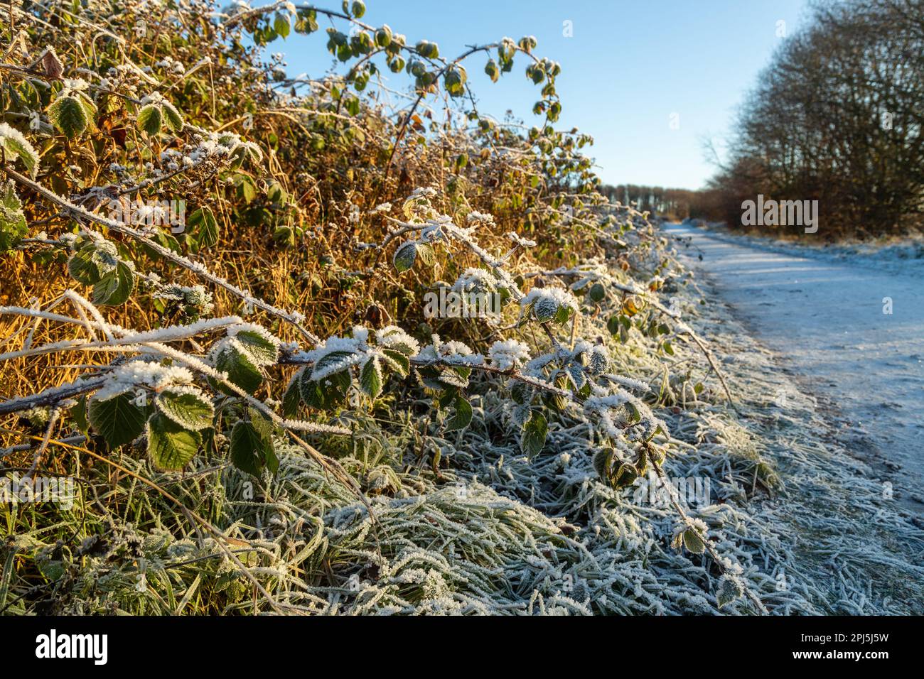 A frost covered hedgerow on a cold morning along the Fife Coastal Path near Dalgety Bay, Fife Stock Photo