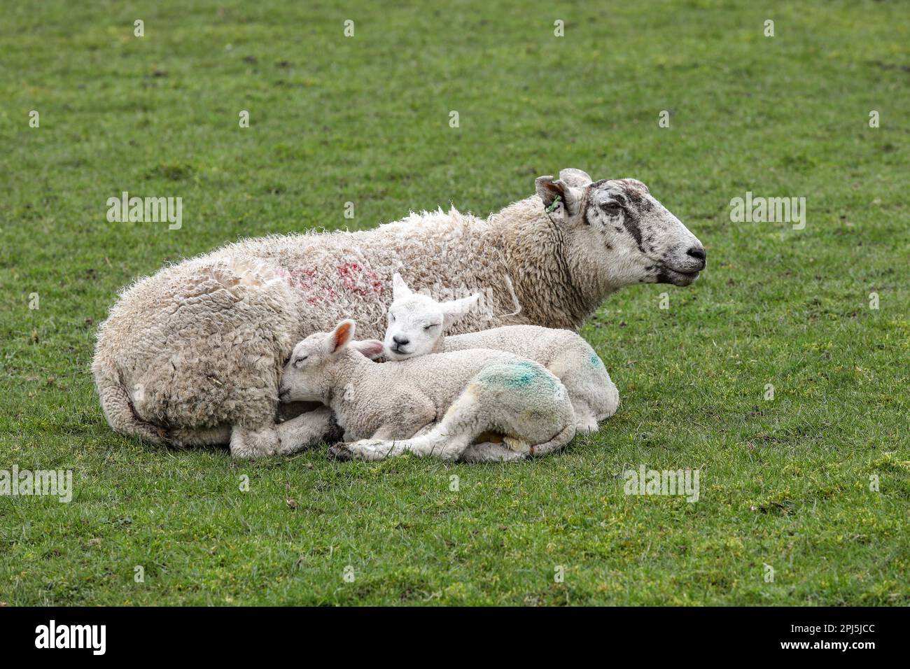 Sheep and lamb together hires stock photography and images Alamy
