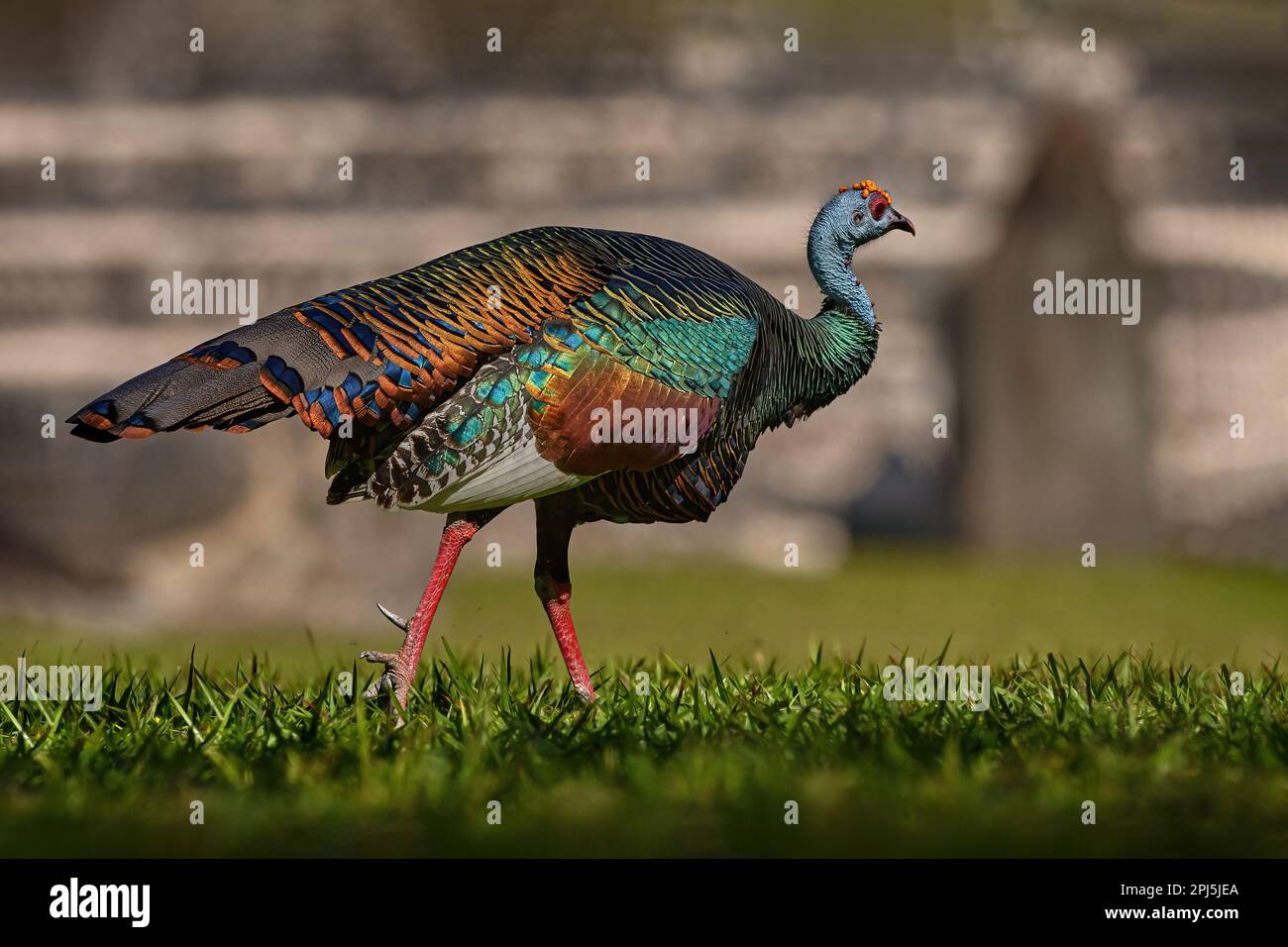 Gutemala nature. Ocellated turkey, Meleagris ocellata, rare bizar bird