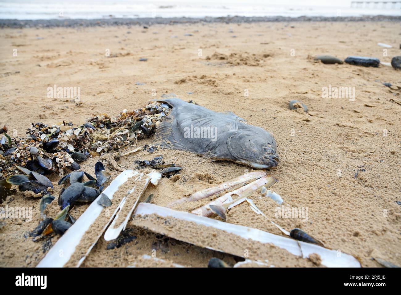 Flounder, Mussels, Razor Clams and other Sea Creatures Washed up on Saltburn-by-the-Sea Surrounded Black by Sea Coal Deposits, North Yorkshire, Englan Stock Photo
