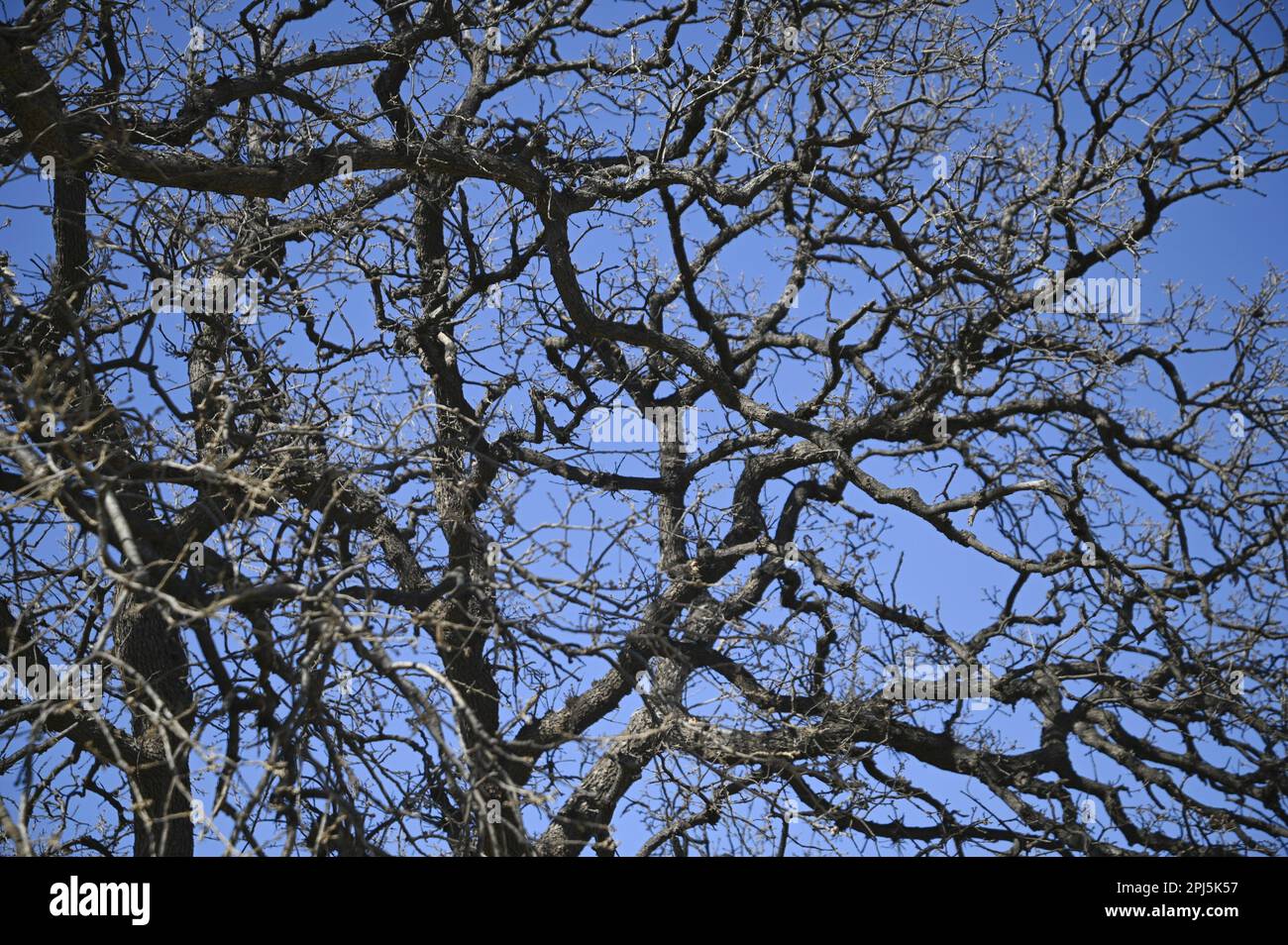 Oak tree branches against a blue sky Stock Photo - Alamy