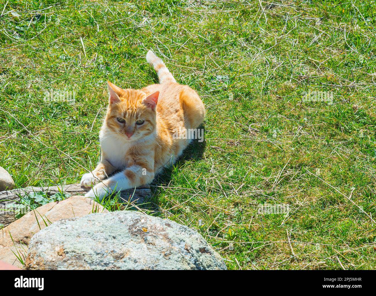 Tabby and white cat sunbathing. Stock Photo